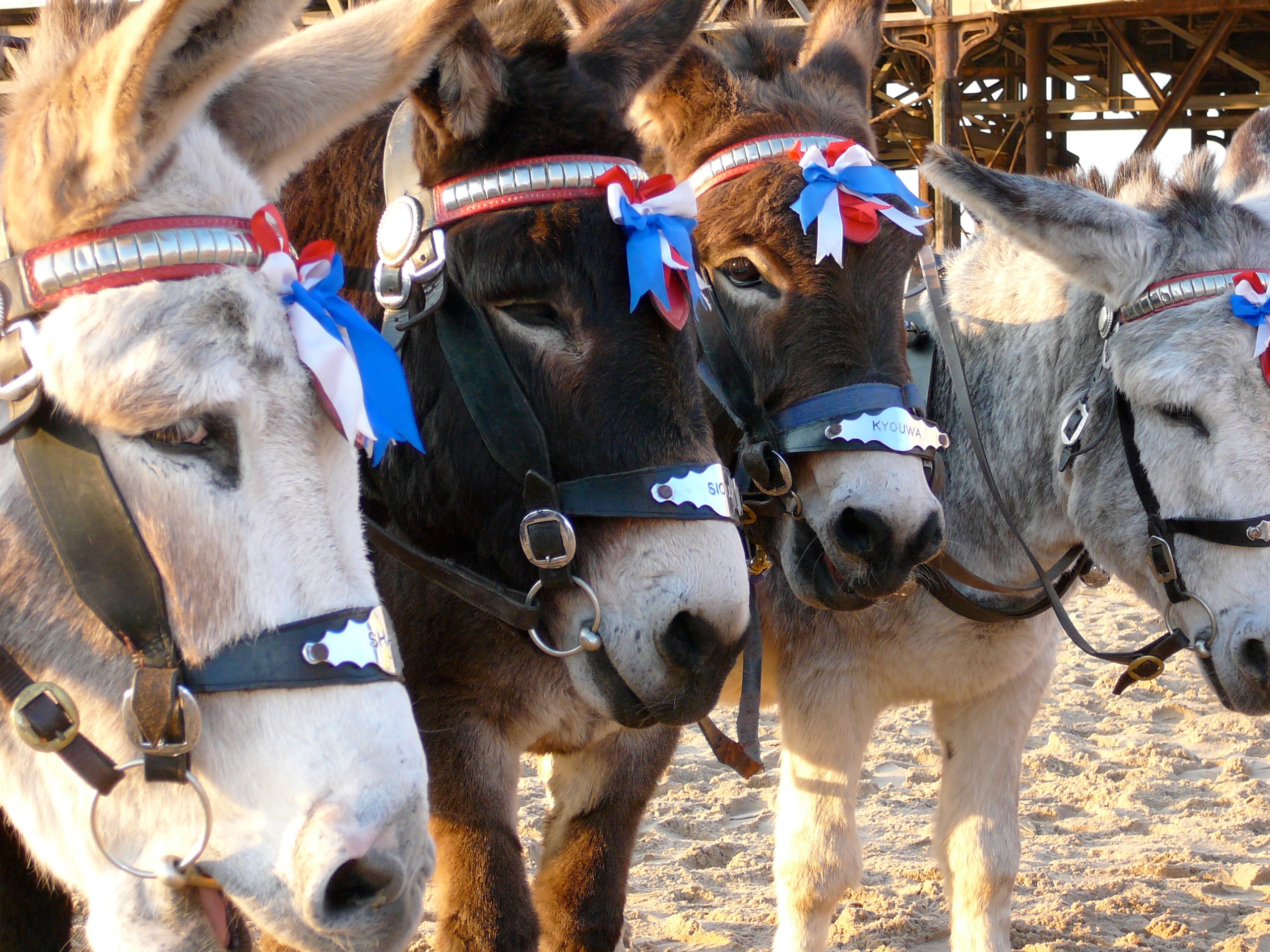 Donkeys in Blackpool, England
